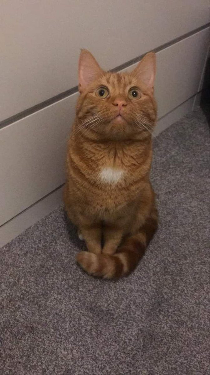 JohnDaffern2's tweet photo. Simba has been #missing from the #NG2 (#Sneinton area) since last Sunday/Monday now. He is #neutered and #chipped.Simba is ginger all around but has a patch of white on his chest. He is quite an anxious cat, so if spotted please approach him with caution and let me know. (copied) https://t.co/Q8S5giFxAd