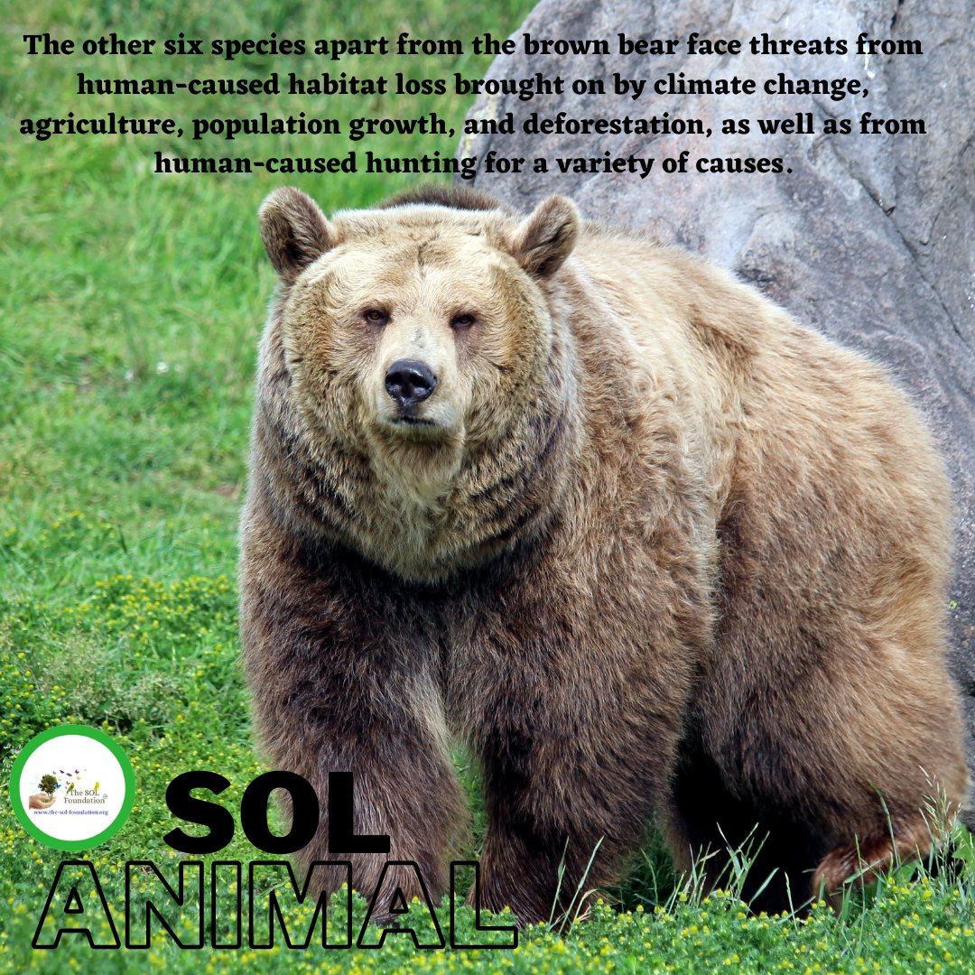 Our animal of the month is bears! 🐻

Help protect these species: the-sol-foundation.org/wildlife.html

#thesolfoundation #bears #animalfacts #animalofthemonth #june #animals #solwildlife #zerohunger #gogreen #Planttrees #stophunting #stoppoaching #climatechange #humanpopulation #educate