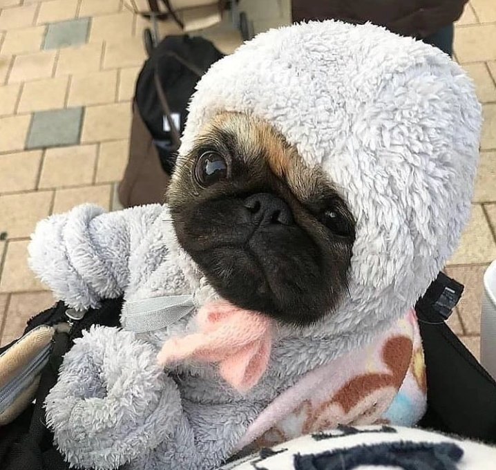 pug_owners1's tweet photo. So sweet 🥰❤️ https://t.co/xXv8Et0Zip