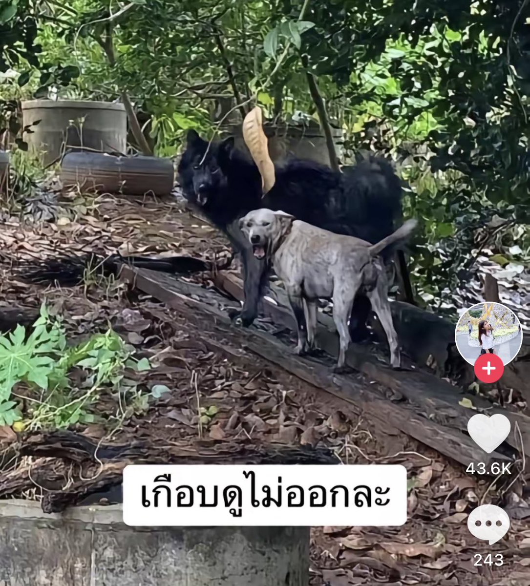 tonnyhahaha's tweet photo. ก็นึกว่าเปนหมาดำ 555555555555555555555555555555555555555555555555555555555555 https://t.co/rbqNXIBJmu