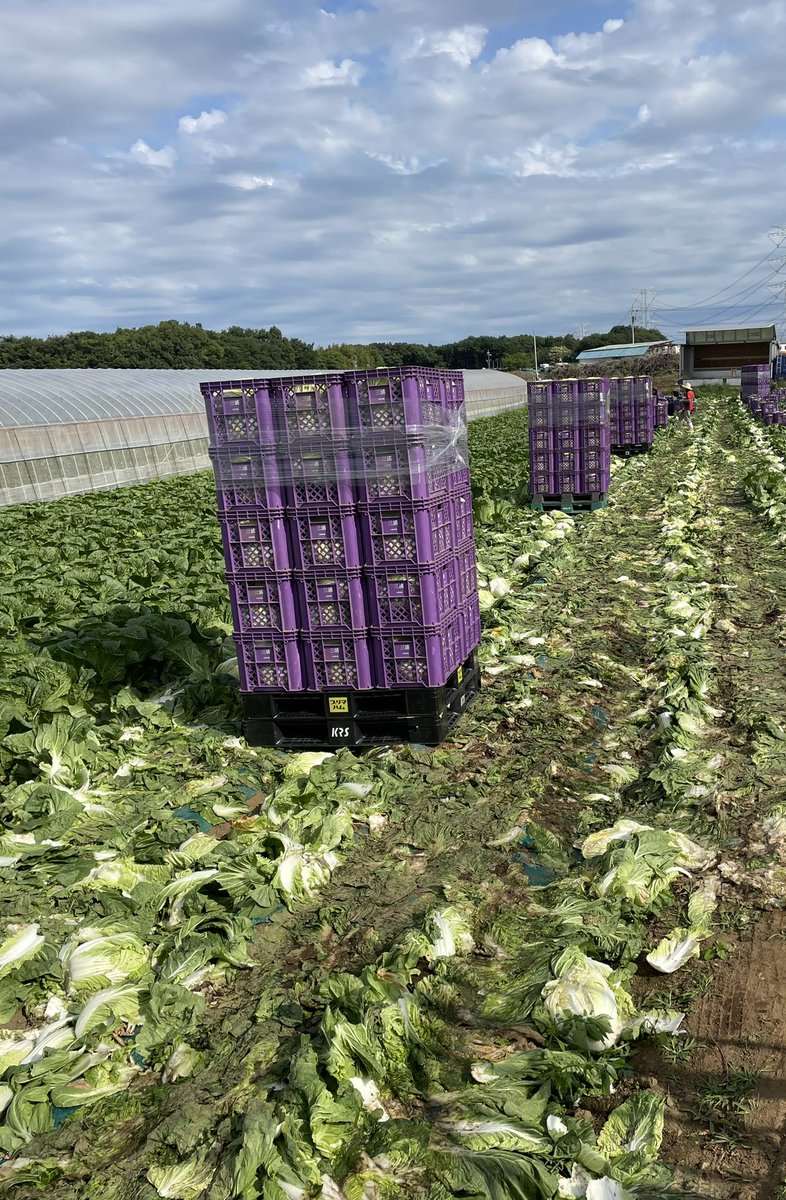SHIMOTSUMA_CLST's tweet photo. 工程以外にキャベツ、白菜等の葉物野菜も収穫してます。

ここまでくると仕事の段取りが大変ですね😰

#CLSTquality
#下妻ぐらし https://t.co/FThCkmhtnc