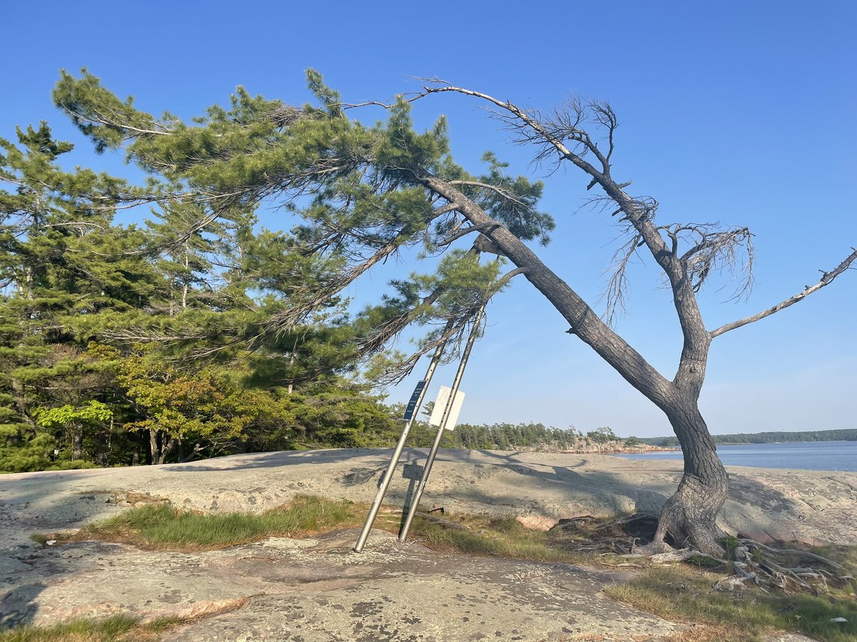 msjengould's tweet photo. The most photographed tree in Ontario, the Killbear Pine continues its decline & is now on supports. Itβs over 100 years old & is starting to hollow out & die. It gets its unique shape from the strong winds of Georgian Bay where it sits along the shoreline #whitepine #killbear https://t.co/KWknO1N1ae