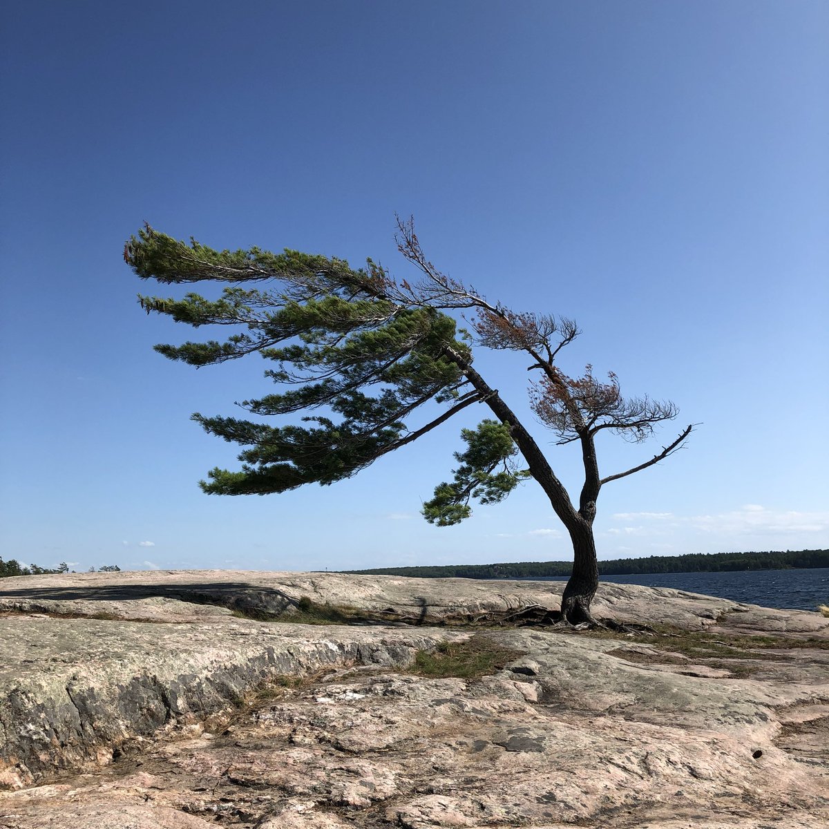 msjengould's tweet photo. The most photographed tree in Ontario, the Killbear Pine continues its decline & is now on supports. Itβs over 100 years old & is starting to hollow out & die. It gets its unique shape from the strong winds of Georgian Bay where it sits along the shoreline #whitepine #killbear https://t.co/KWknO1N1ae