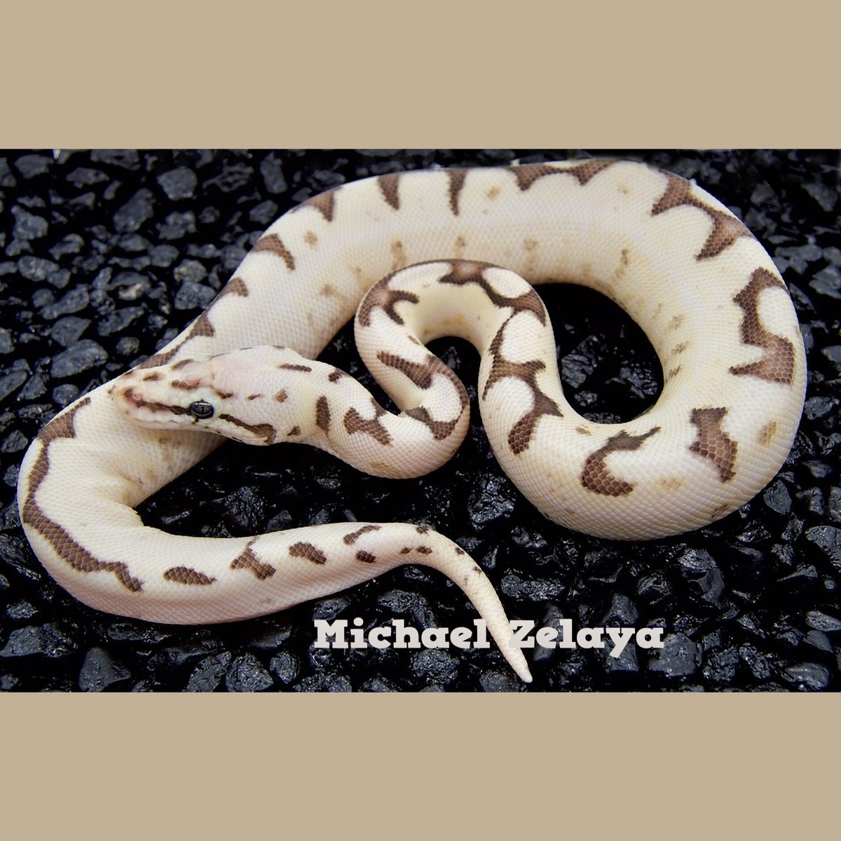 A beaut!! 😀 Calico Fire Spider Super Pastel Ball Python (Python regius). Photo: Michael Zelaya. #baby #snake #reptile #livingart #lareptile #lareptiles #breeding #ballpython #royalpython #pythonregius #livingartreptile #livingartreptiles