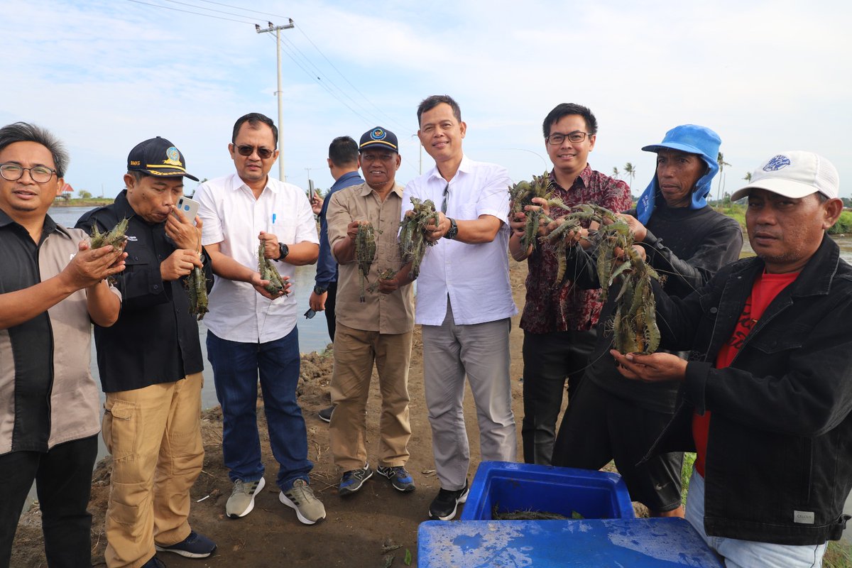 IndonesiaKoin's tweet photo. Panen tambak demplot udang windu bersama Kapala BBPBAP Jepara, BPBAP Takalar, BMKG Makassar, ATINA & KOIN.
#udang #ecoshrimp #budidaya #udangwindu #pinrang #tambak #koin.or.id #tambakdemplot #tambakpercontohan #shrimp #infopinrang https://t.co/ETlVS0eHSe