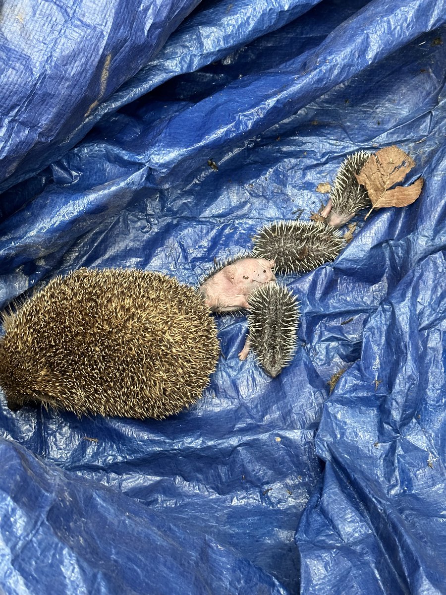 WhiteKnightHQ's tweet photo. We come across all sorts of interesting things on-site, however this may be a first...a little family of #hedgehogs! 🦔Upon discovering these little beauties, our team reported them to the @RSPCA_official &amp; ensured they were kept safe while we resumed our #restoration work! 🌳❤️ https://t.co/VdcRB8h3UX