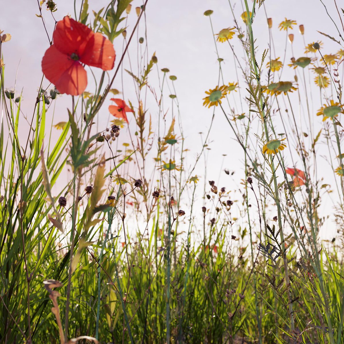 Summer is coming! @tanjalanggner, We're glad our assets helped you with your hay fever. Bless you!
.
#summer #flowers #graswald #madewithgraswald #gscatter