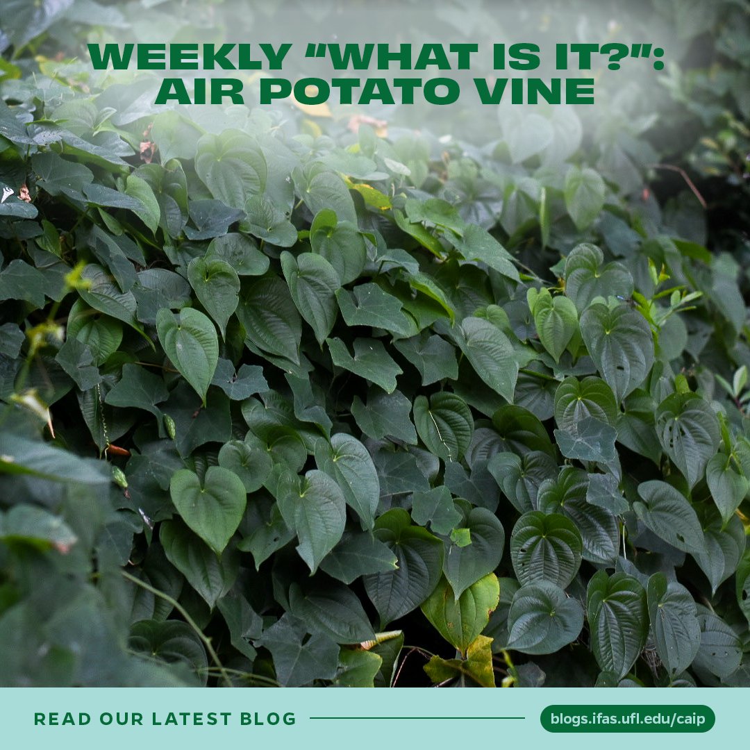 Look out for our next #WorkingintheWeeds episode on Air Potato! In the meantime, check out this blog to learn about this #nonnative for some background on this vine.

blogs.ifas.ufl.edu/escambiaco/202…

#UFIFAS #AirPotato #NonNativeSpecies