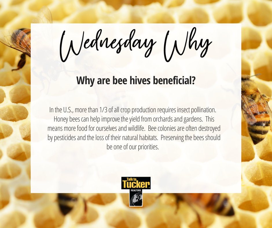 missyn1967's tweet photo. I learned a lot about how important bees are from watching The Bee Movie! But for those of you that haven't watched the movie, here is a little snippet of information. https://t.co/PTGq6w9NvK