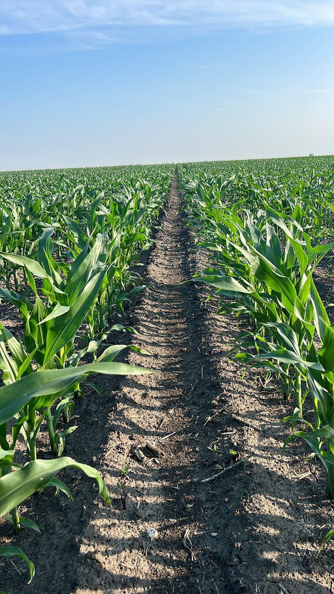 Schaef605's tweet photo. Growing Soybeans are a damn headache. #CornOnCorn #AgTwitter
(Corn)
Plant-spray- river
(Beans)
Plant-spray-replant-threeplant-spray-spray-spray-winterize boat. https://t.co/LKniulyQOR