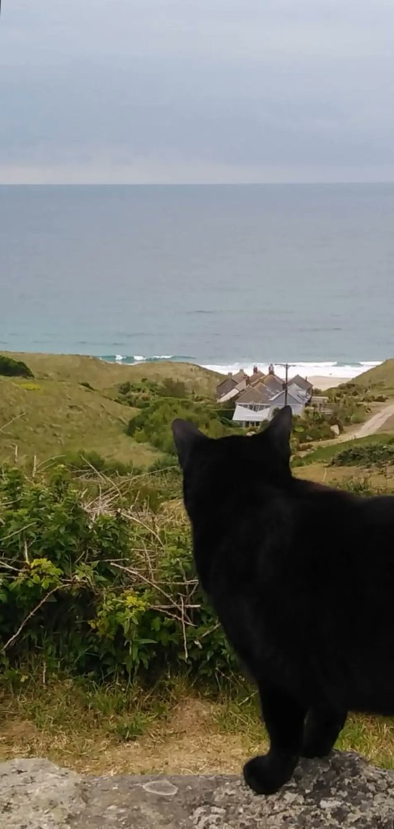 sourwaitress's tweet photo. Duke and his favourite place
#beachcat https://t.co/5P0ImWW9VS