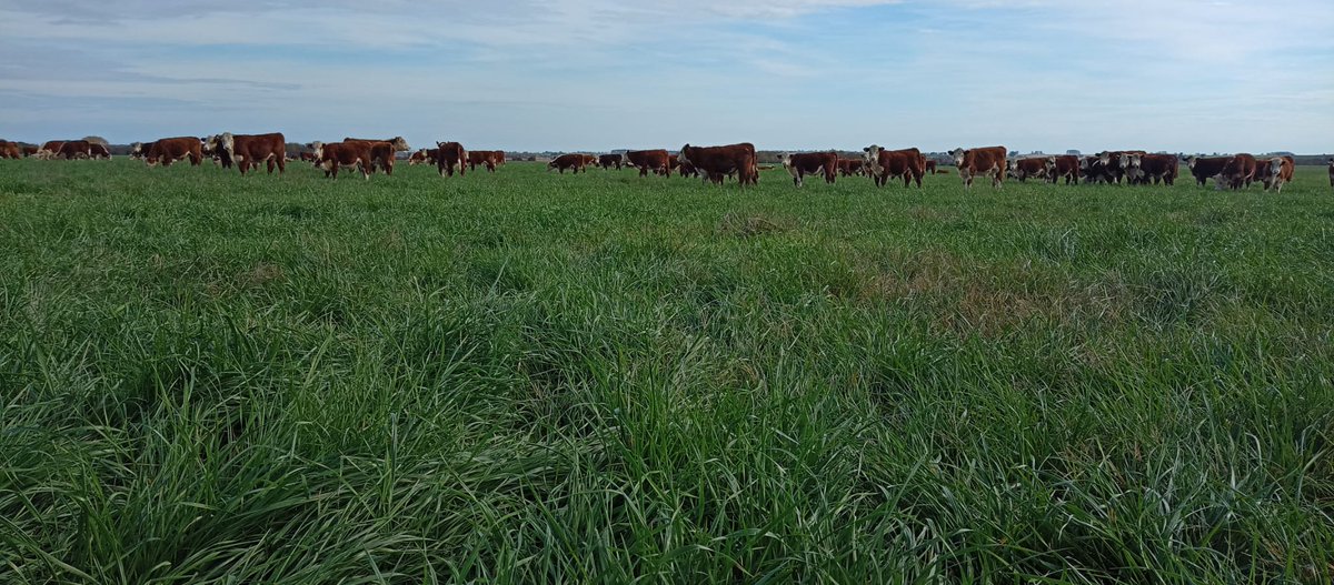 urf_cooperativa's tweet photo. 🌱 Intersiembra de #Raigras Tetrawest de @DLF_Uruguay en pradera. Buenos materiales con resultados a la vista!
📷. @nicorodriguez_94
.
#pasturas #ganaderia #uruguay🇺🇾 https://t.co/VOaS2xZpoI