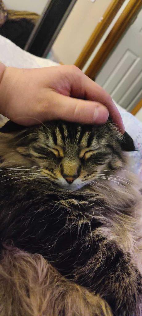 Mommii is very anxious, worried bc her childhood cats (my aunt &amp; uncle) are 15 with health issues &amp; her mom is saying she is dropping them at a shelter bc she cannot afford medical expenses. She is thinking or trying a GoFundMe for them to get the care they need but is scared