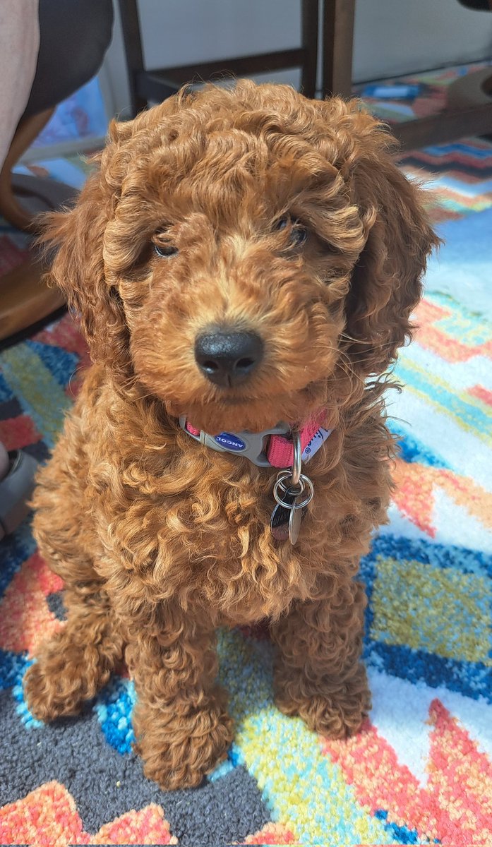 How cute is new puppy Mae! She joined the area last week 🥰 #hearingdogsfordeafpeople #poodle