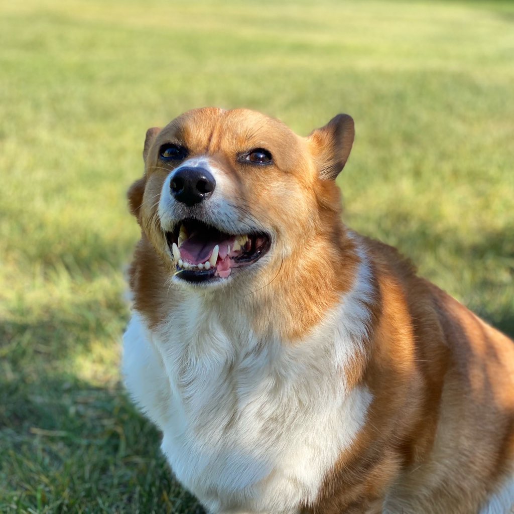 Happy #Wednesday everyone😊
•
Lots of #Corgismiles from Ollie🥰
•
Have a wonderful day today and stay safe❤️
•
#corgi #majesticdog #corgilove #corgipuppy #seniordog #corgicommunity #corgination #canadiandogs #PembrokeWelshCorgi #corgicrew