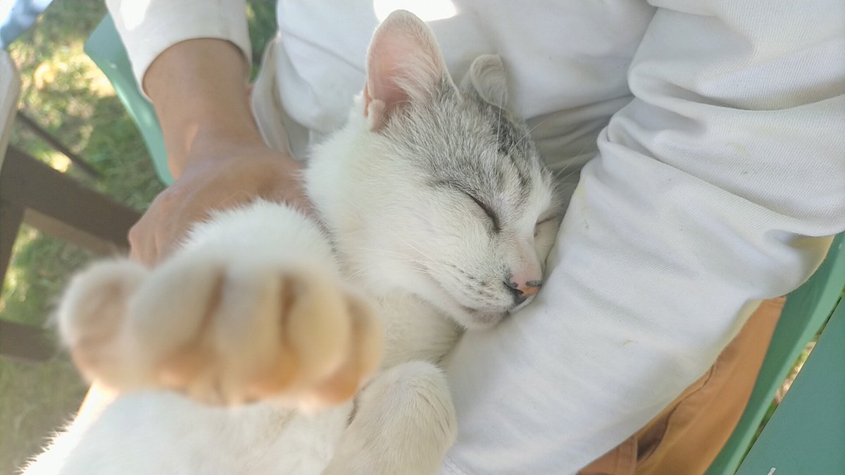 そして甘える猫♪