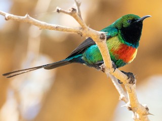 The Beautiful Sunbird of Africa has a distinctive subspecies in Kenya and Tanzania that is sometimes split as a separate species, the Gorgeous Sunbird. Both are exquisitve birds with alluring names to match. Read more about them: bit.ly/3OMBBhi
#ornithology