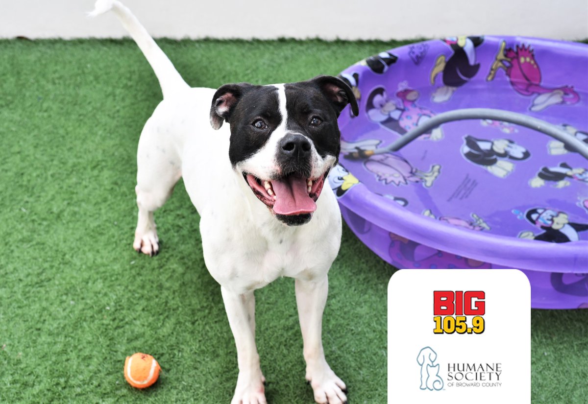 Humane Society of Broward Co. tweet media