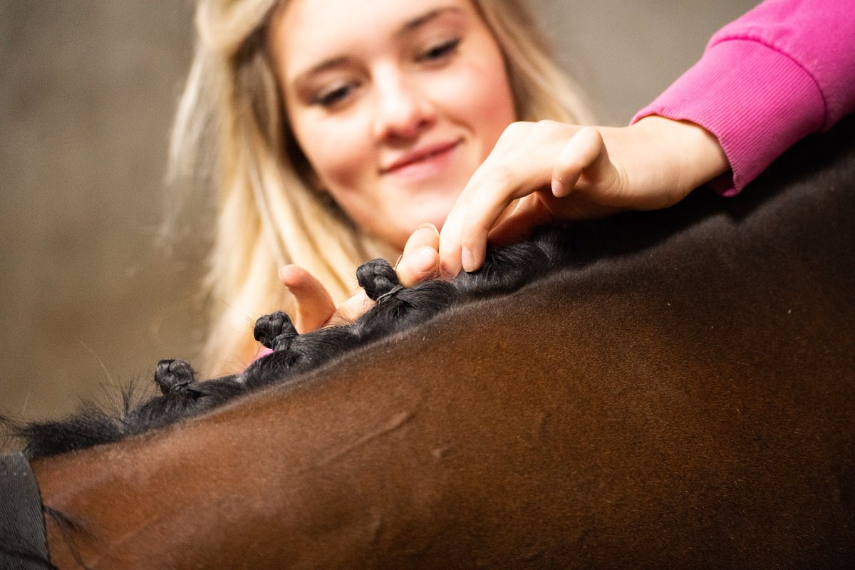 Finishing Touches ✨ Sophie ensuring all of our runners are beautifully turned out before heading racing 🏇🏼 #JohnMcConnellRacing