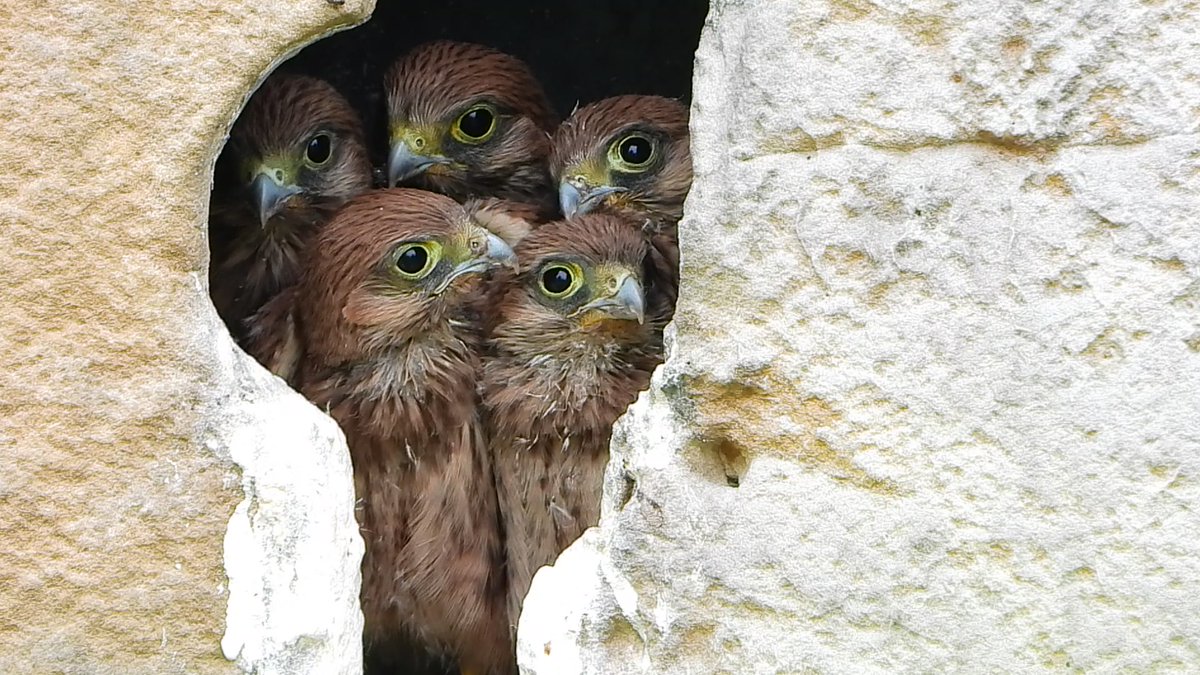 groepsfoto van 5 torenvalken : waar  schietgaten niet goed voor zijn 7-6-2023