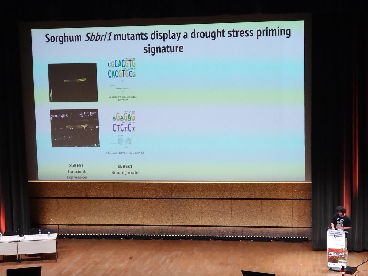 And here is Juan Fontanet from the group of <a href="/Ana_CanoDelgado/">Ana I. Caño-Delgado</a> presenting on sorghum drought tolerance using an image generated by <a href="/sara_sarastro/">Sara Miller</a> during her work with methods for sorghum transformation that we published today. Everything comes together 🤩