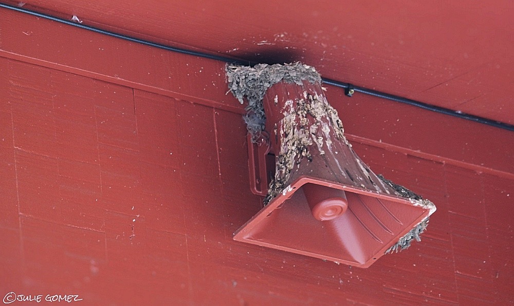 loudspeaker paused
quiet please
baby birds sleeping

#haiku #birds #barnswallow #nest #fujiXT20