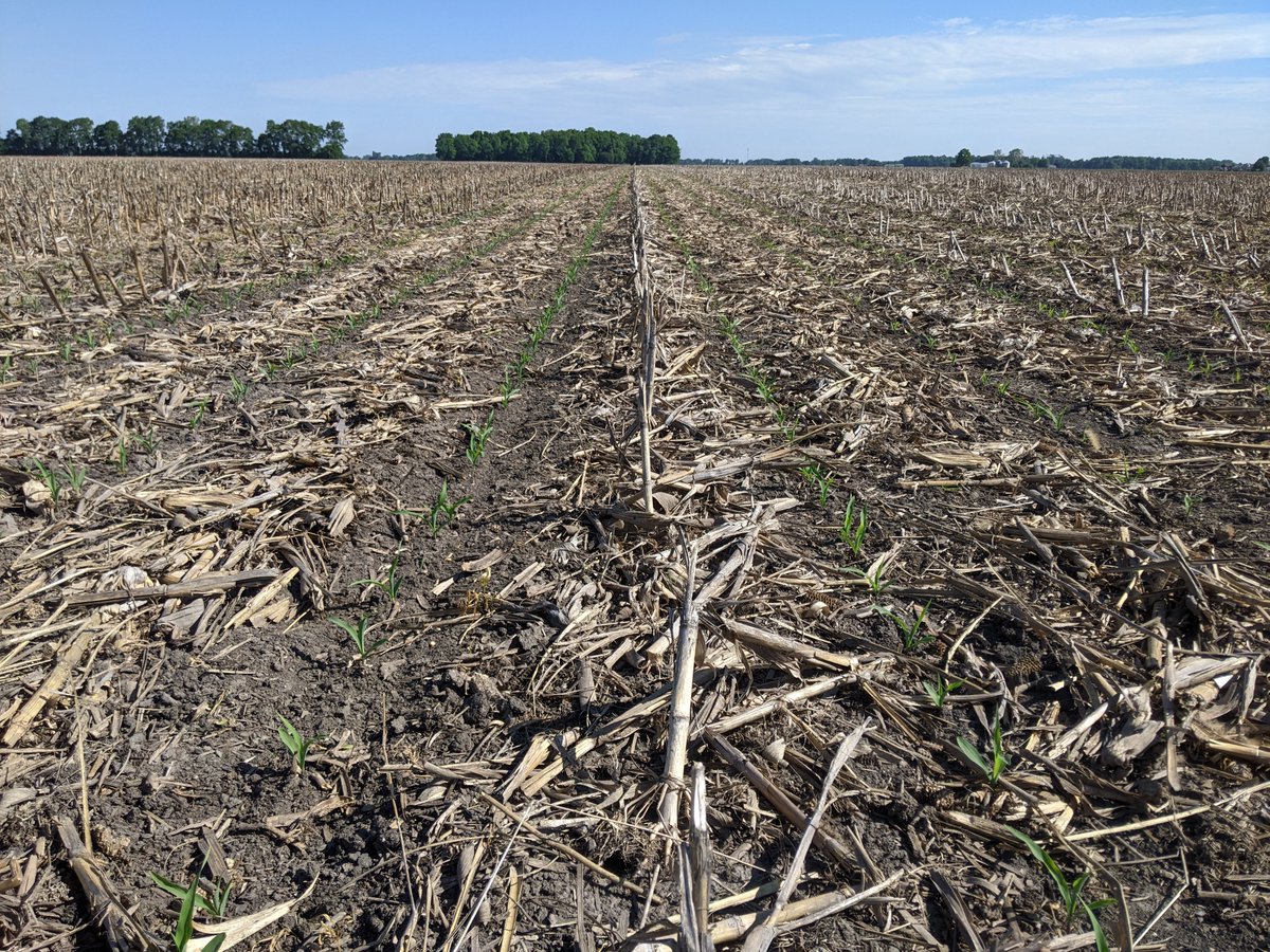 thefarmerslife's tweet photo. Post #Plant23 thoughts. @PrecisionPlant #FurrowForce half left a cleaner path (left) in🌽on🌽 than OEM tails with spike wheels. Didn't expect that. Maybe row cleaners should've been more aggressive but I'm sure I thought it was fine on the day. #precisionplantingpartner https://t.co/2elwjvjYhA