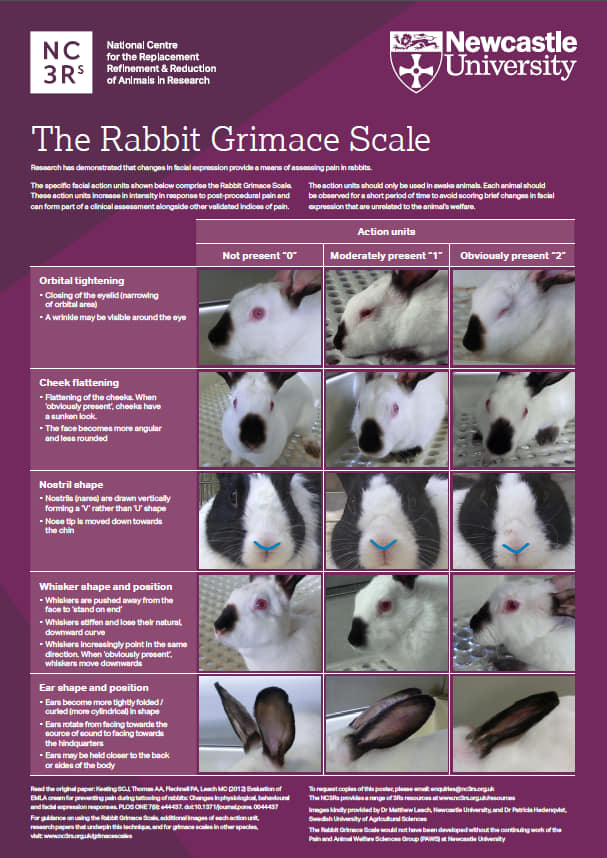 SNORS on X: The rabbit grimace scale is another great way of