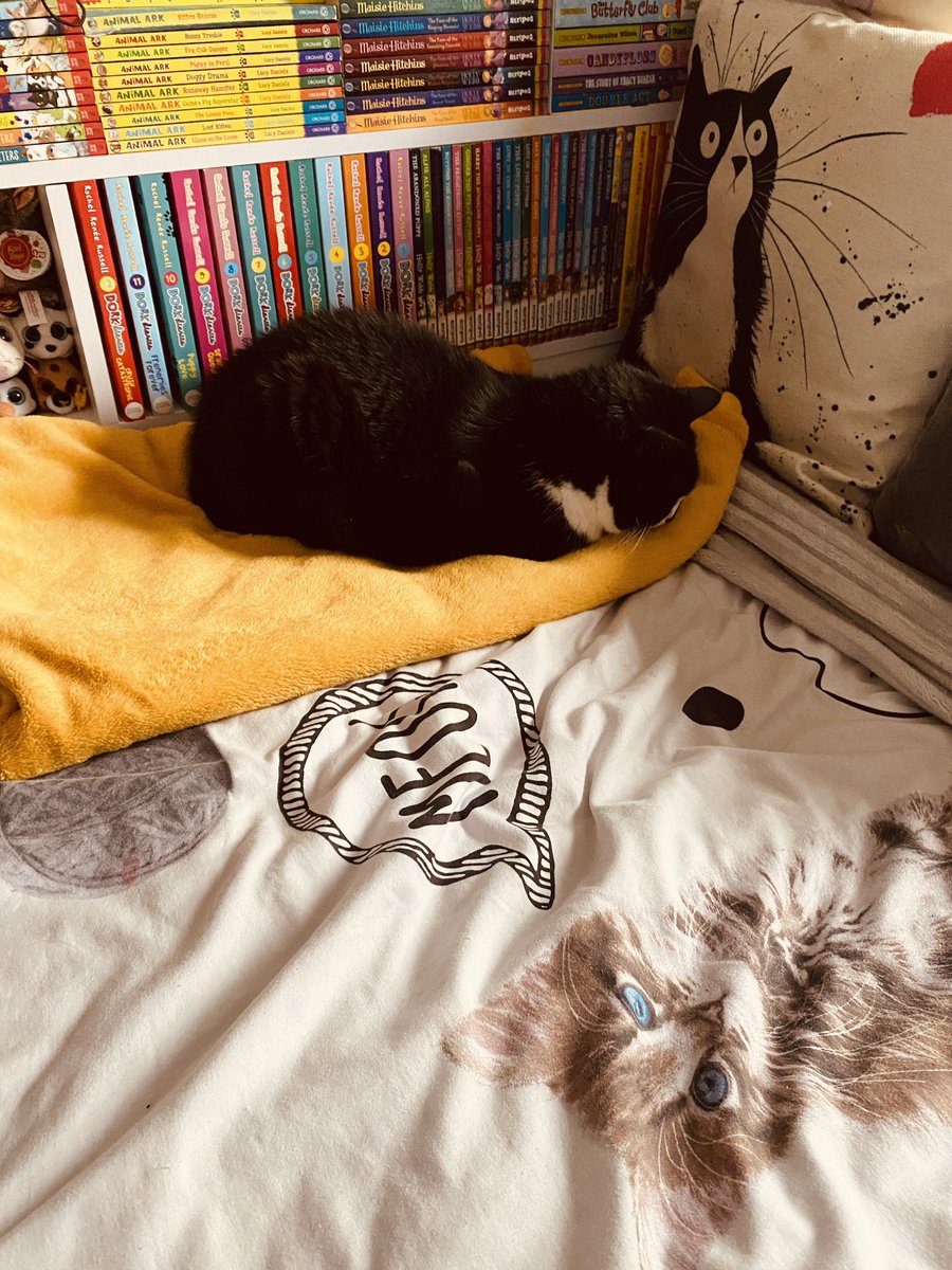 liz_baggaley's tweet photo. @HollyKateWebb By chance, I took this pic of our cat this morning to show my daughter when she gets home from school, who took her place in her bed.. please note the large volume of your books she reads over and over (she has more!) pls don’t let one negative person have any effect on you 😊 https://t.co/j2UwEmfVlq