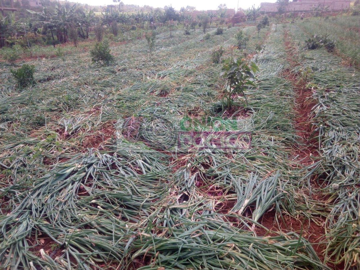 onion doctor on Twitter "Home stretch for our client's project in ,Nachu kikuyu area👏👌. With