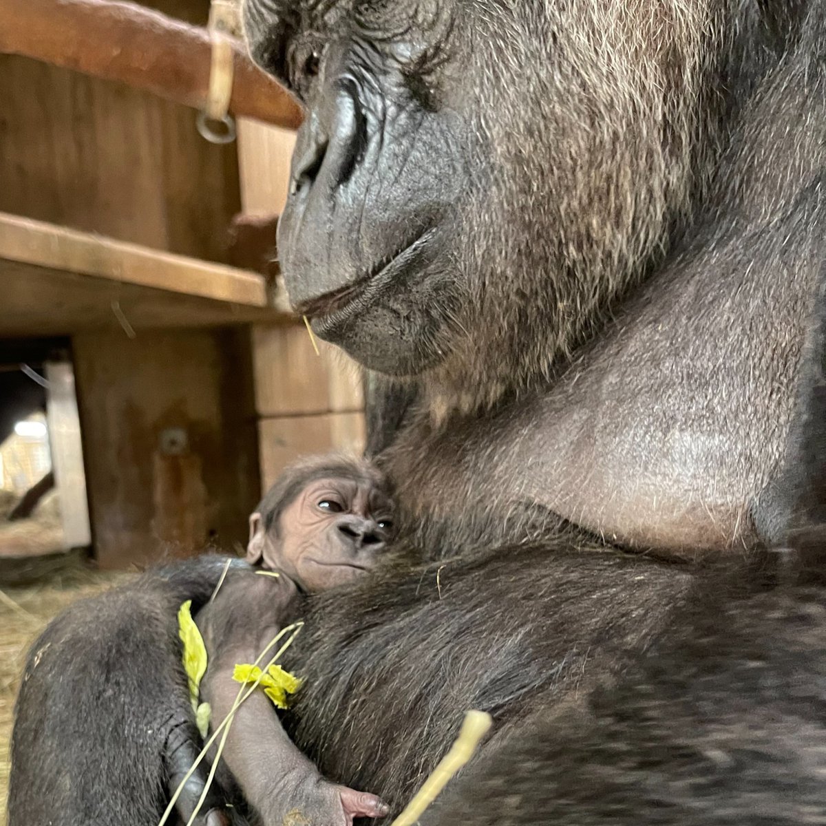National Zoo tweet media