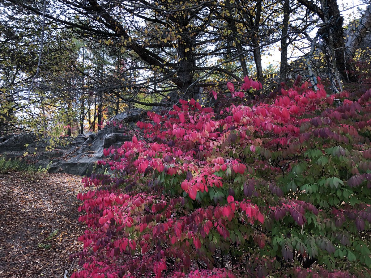 The glorious Ontario Place foliage in the autumn is the closest I get to enjoying a cottage. I’m not alone in this. How is it conceivable that such beauty be thoughtlessly bulldozed for a mega-spa? #OntarioPlace4All #SaveOntarioPlace