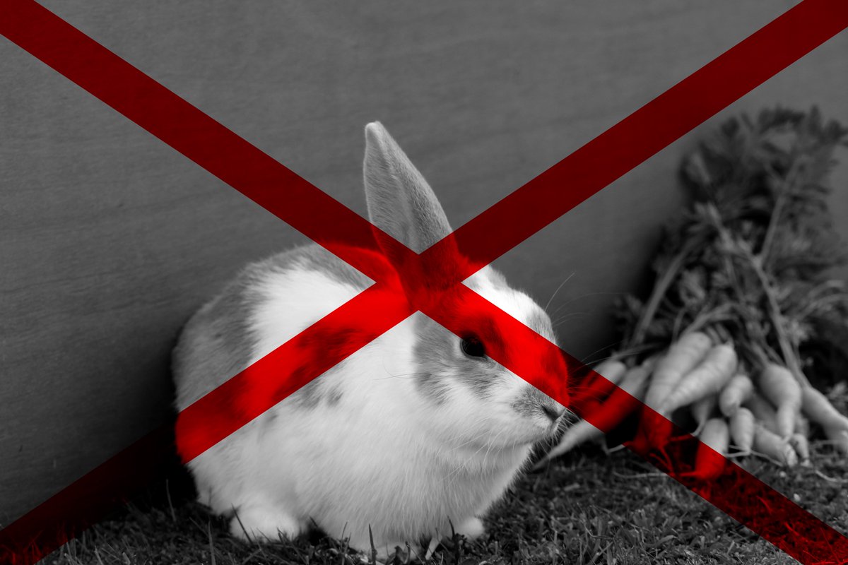 SNORSSanctuary's tweet photo. Despite what the cartoons may say, carrots aren’t good for rabbits! 🥕

They are full of sugar and can be very unhealthy for your rabbit when given in large quantities. Carrots should only be given to your rabbit as a very occasional treat, and in very small portions! https://t.co/RRIVXxUt41
