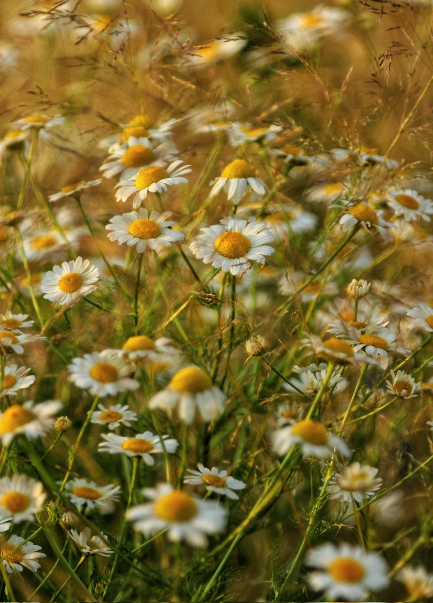 prawy72's tweet image. Pachnie rumiankiem #czerwiec #pomojemu