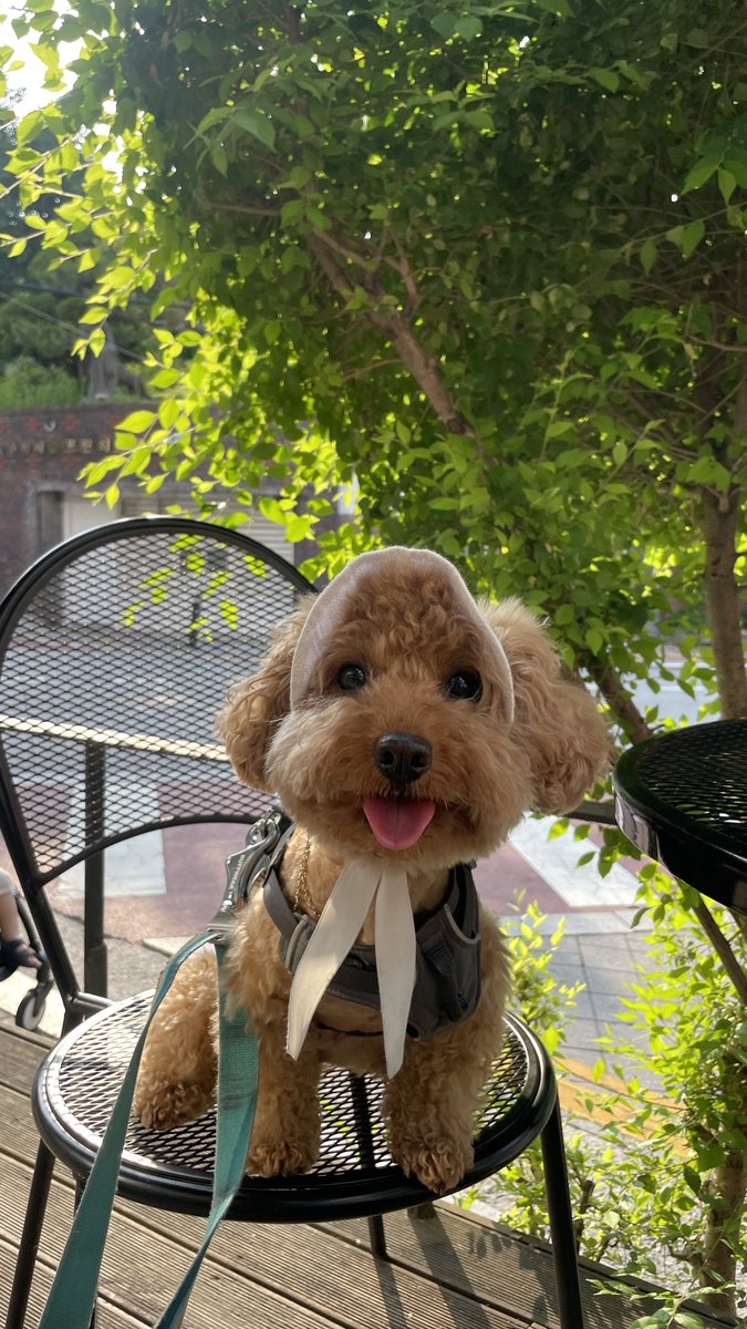 두깨🐶매기🐱 tweet media