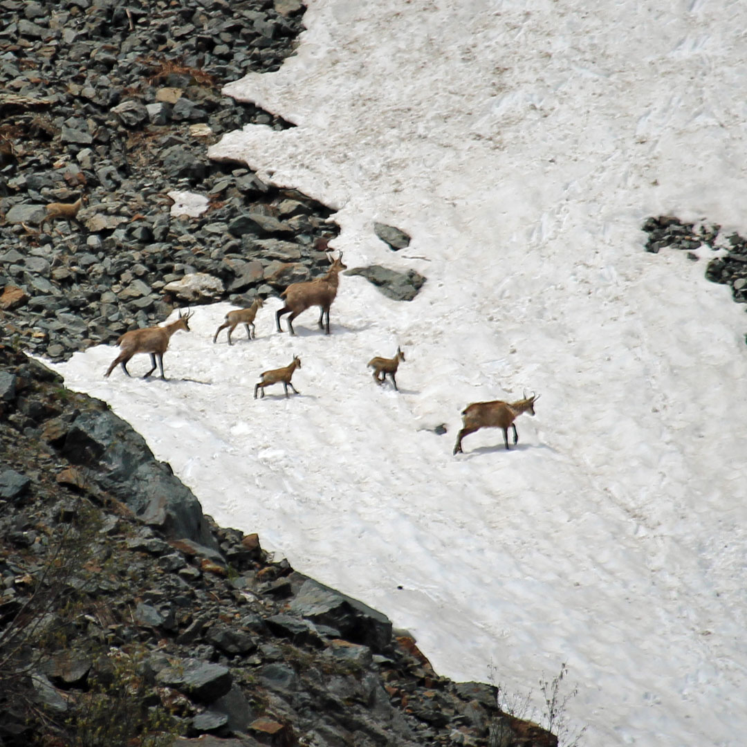 Le lac de Crop est presque complètement dégelé, mais il reste de la neige autour, pour le plus grand bonheur des chamois et de leurs cabris
#isere #belledonne #gresivaudan #lacdecrop #chamois