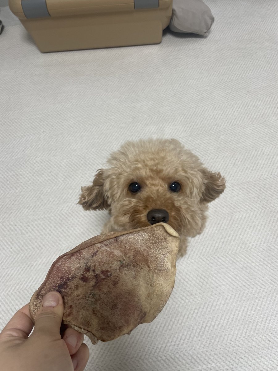 두깨🐶매기🐱 tweet media