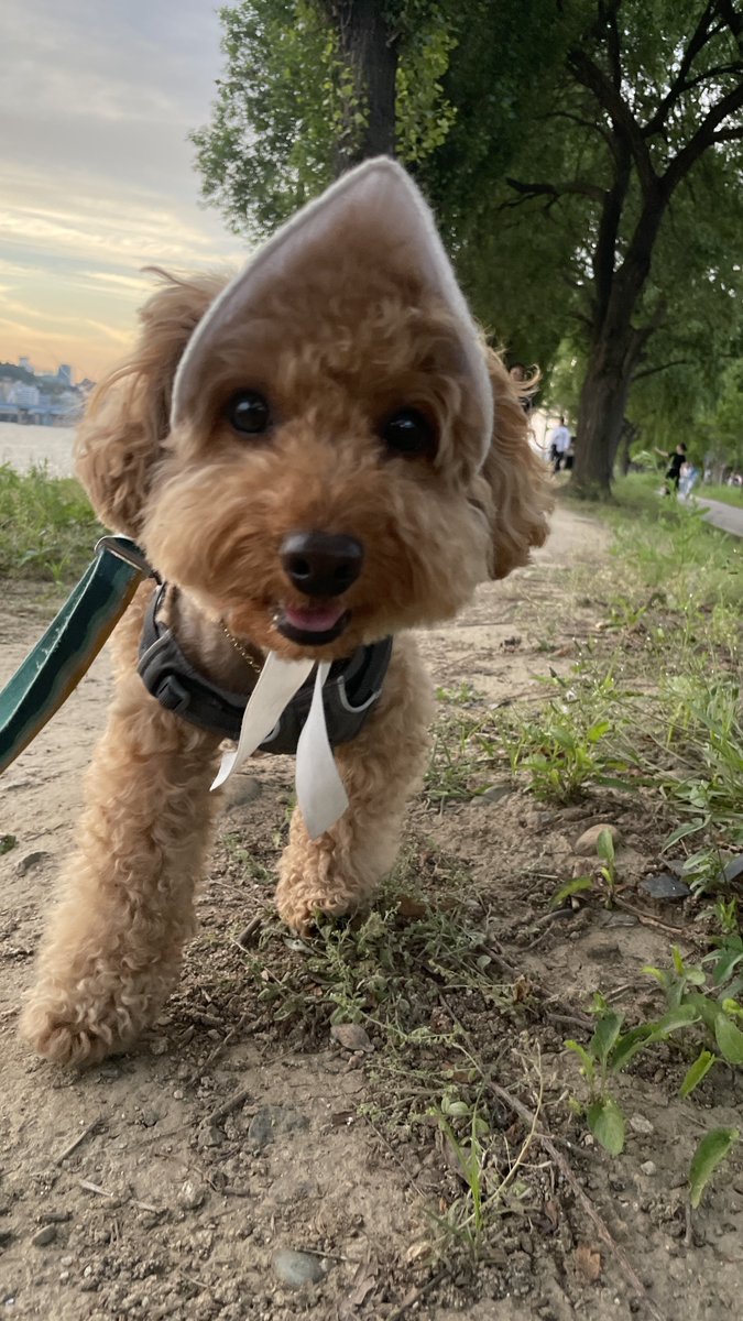두깨🐶매기🐱 tweet media