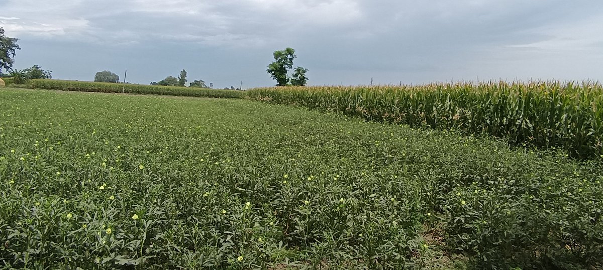 Fields of #Millets Maize .Lady finger without yuria granules fertilizer..Use 2 doses of 500ml #LiquidNitrogen #Microneutrents #Biodiversity #SaveSoil #MissionLife #ChooseLife #environment #BuildBackBiodiversity #WorldEnvironmentDay  #WorldFoodSafetyDay