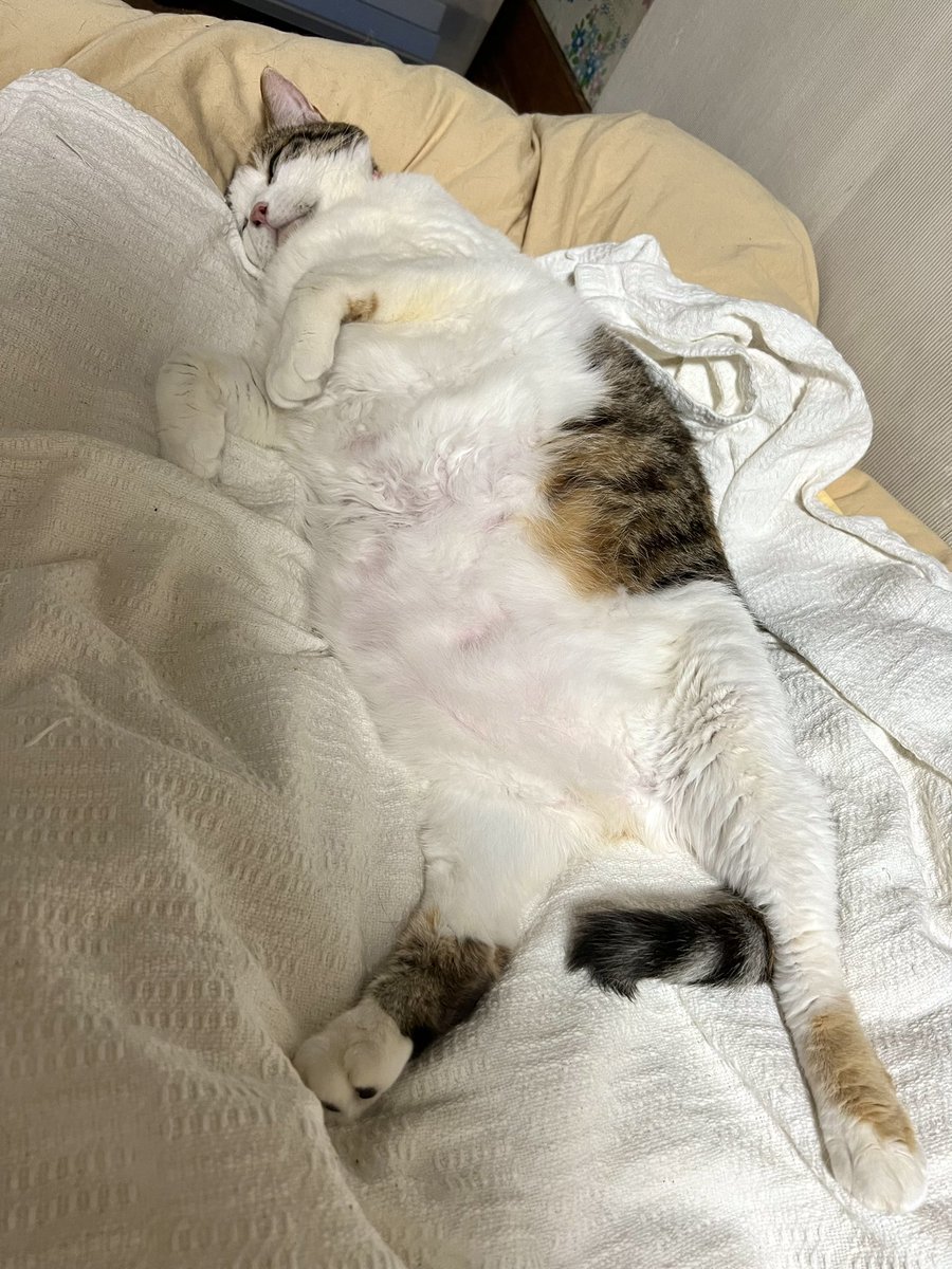 【今日の進捗】 このビックリするぐらい中途半端なところで本日の作業を終えるのがポイントw この方が意外と翌日パッと取り掛かれるのだ🤣  明日も頑張るぞ〜💦 おやすみなさーい💤