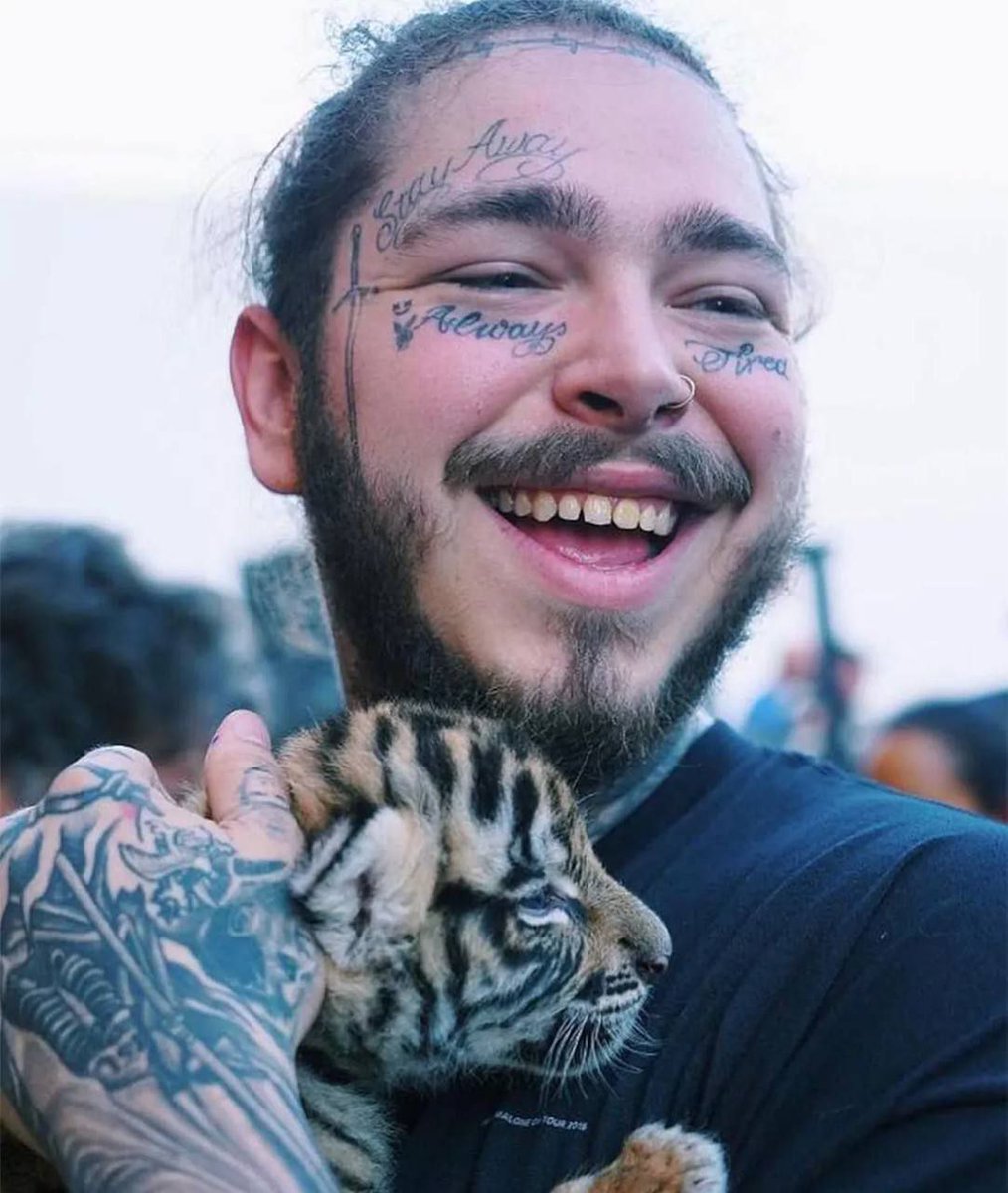 BabyBNBTiger tweet media