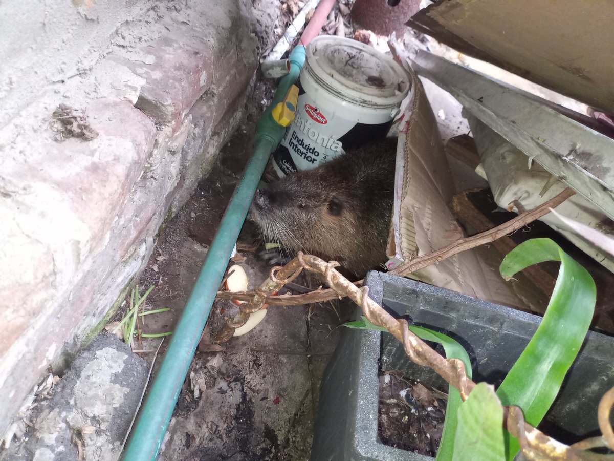 boo_ittoo's tweet photo. Actualización sobre la "Nutria" anda comiendo manzana. https://t.co/0ja5ADdsVm