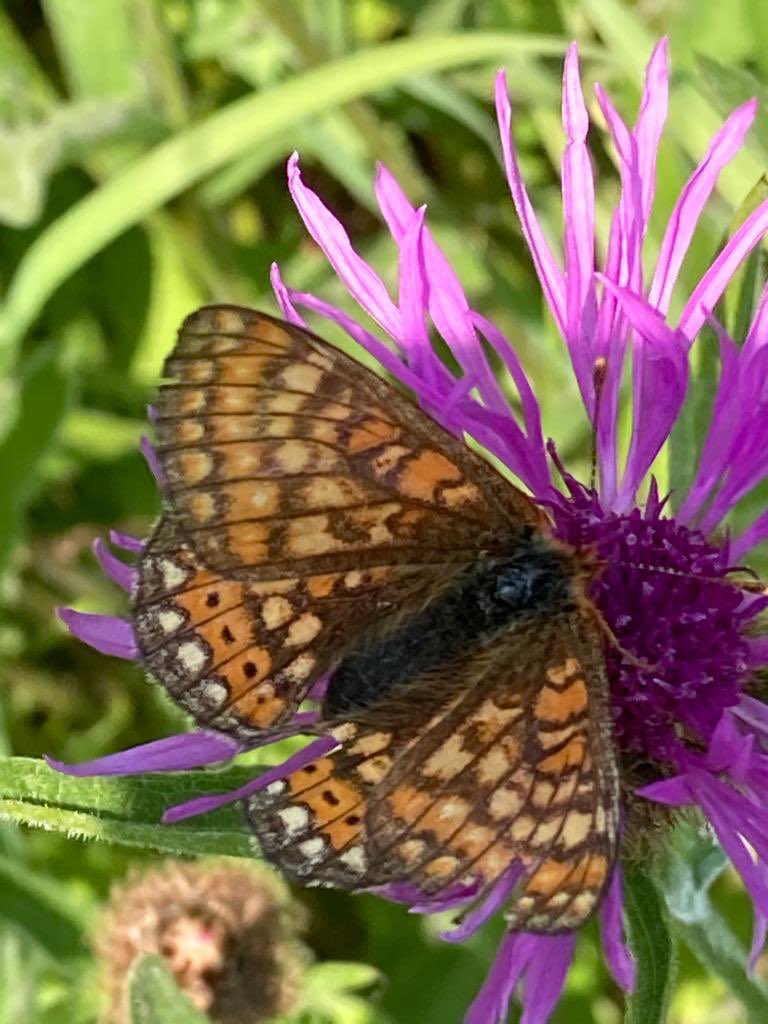 Marsh fritillary down by the pond x #wildlifegarden