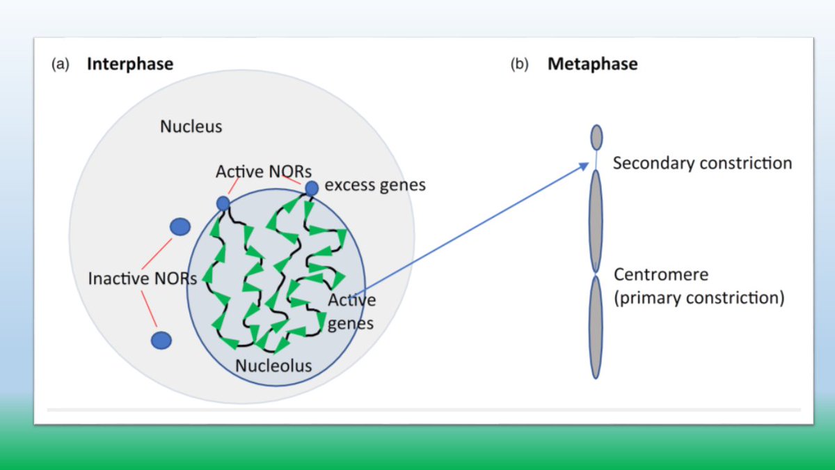 ThePlantJournal's tweet photo. Interested in nucleolar dominance?

Check out the new Perspective Article

👉https://t.co/2jVK3JOV4I

Pikaard et al discuss the history of nucleolar dominance research and open questions 

@RamyaEnganti
@CraigPikaard https://t.co/waFBQGq2UC