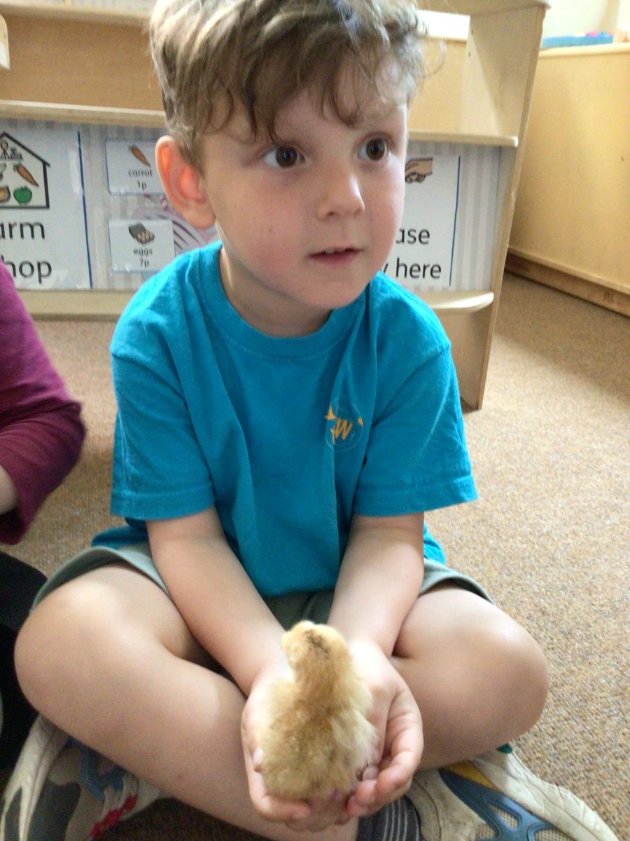 YGWaldoWilliams's tweet image. Tenby Class have waited so patiently for our eggs to hatch- we finally got to meet our chicks yesterday! We have learned about the chicken life cycle, wrote shopping lists of things that chicks need and counted down the days until hatch day on our calendar! #reallifecontexts #CfW