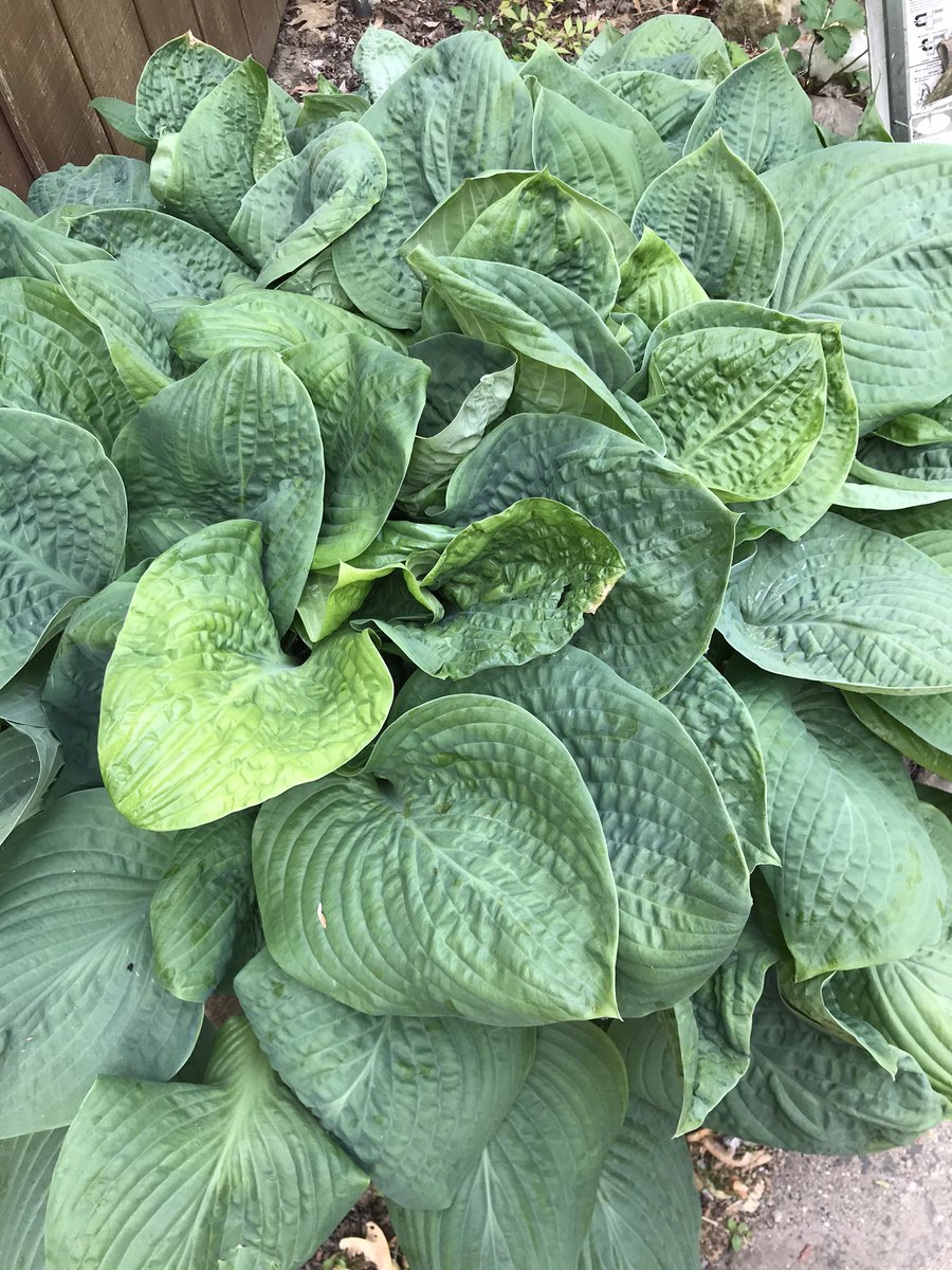 🌱Dig, Bitch, Dig - digbitchdig.wordpress.com tweet media