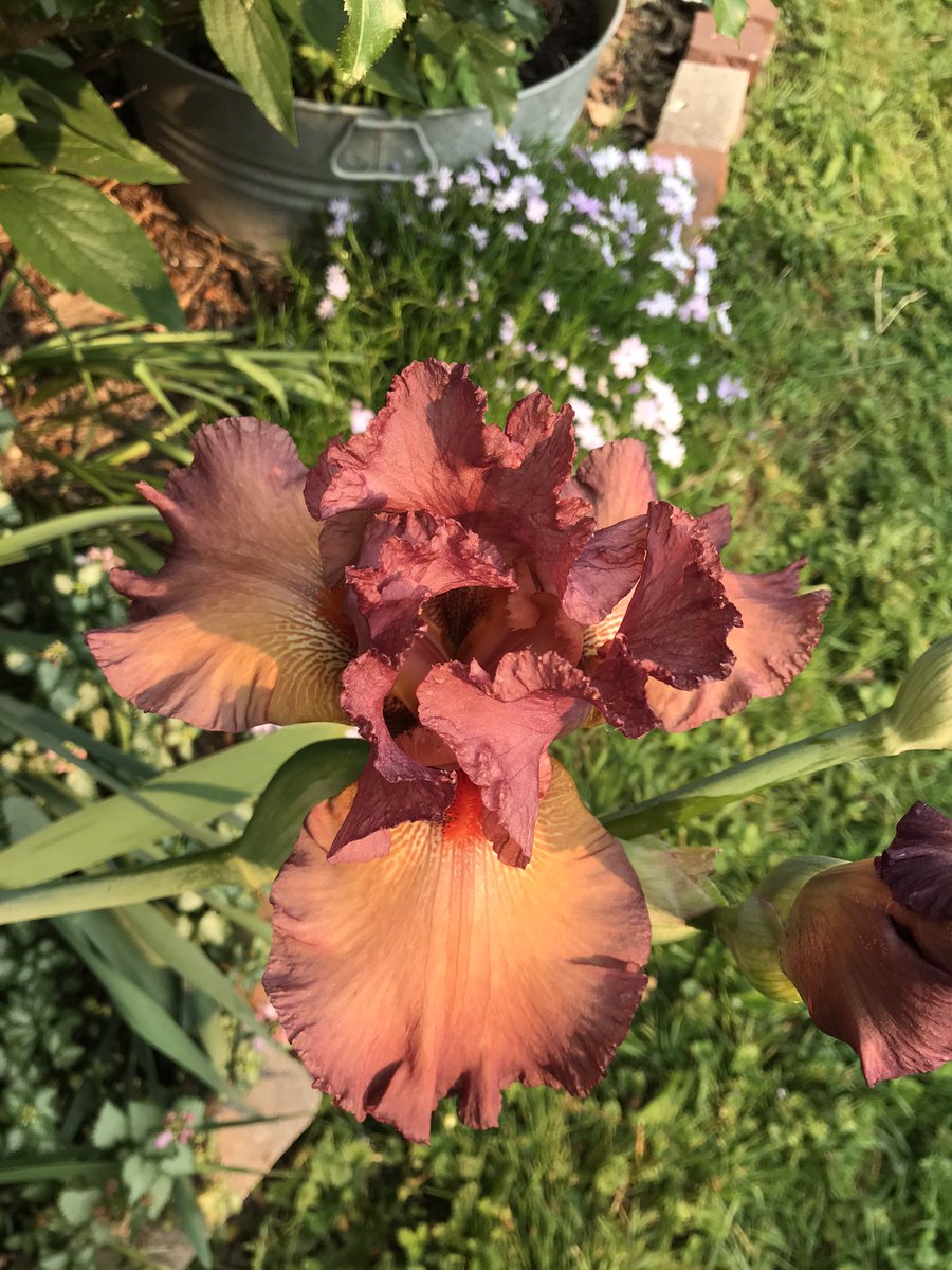 🌱Dig, Bitch, Dig - digbitchdig.wordpress.com tweet media