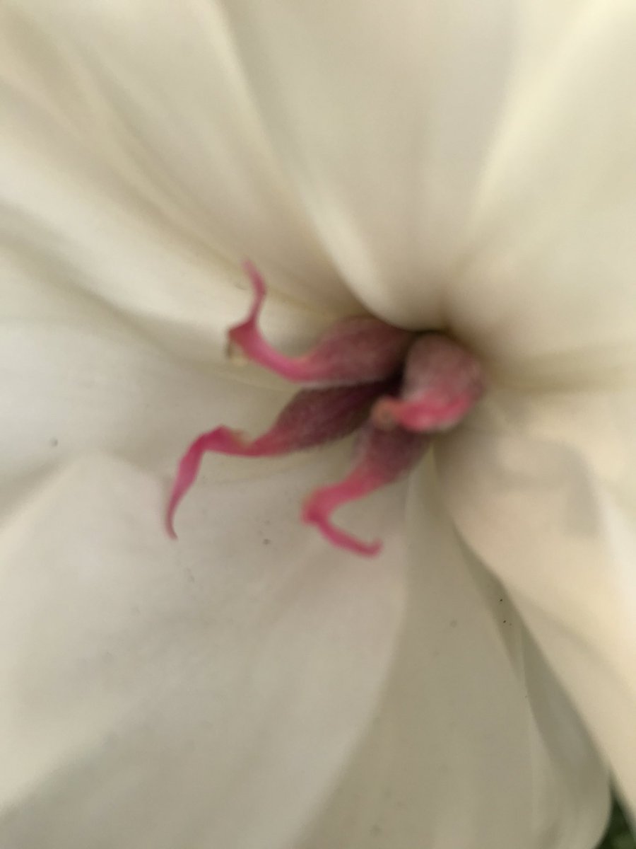 🌱Dig, Bitch, Dig - digbitchdig.wordpress.com tweet media