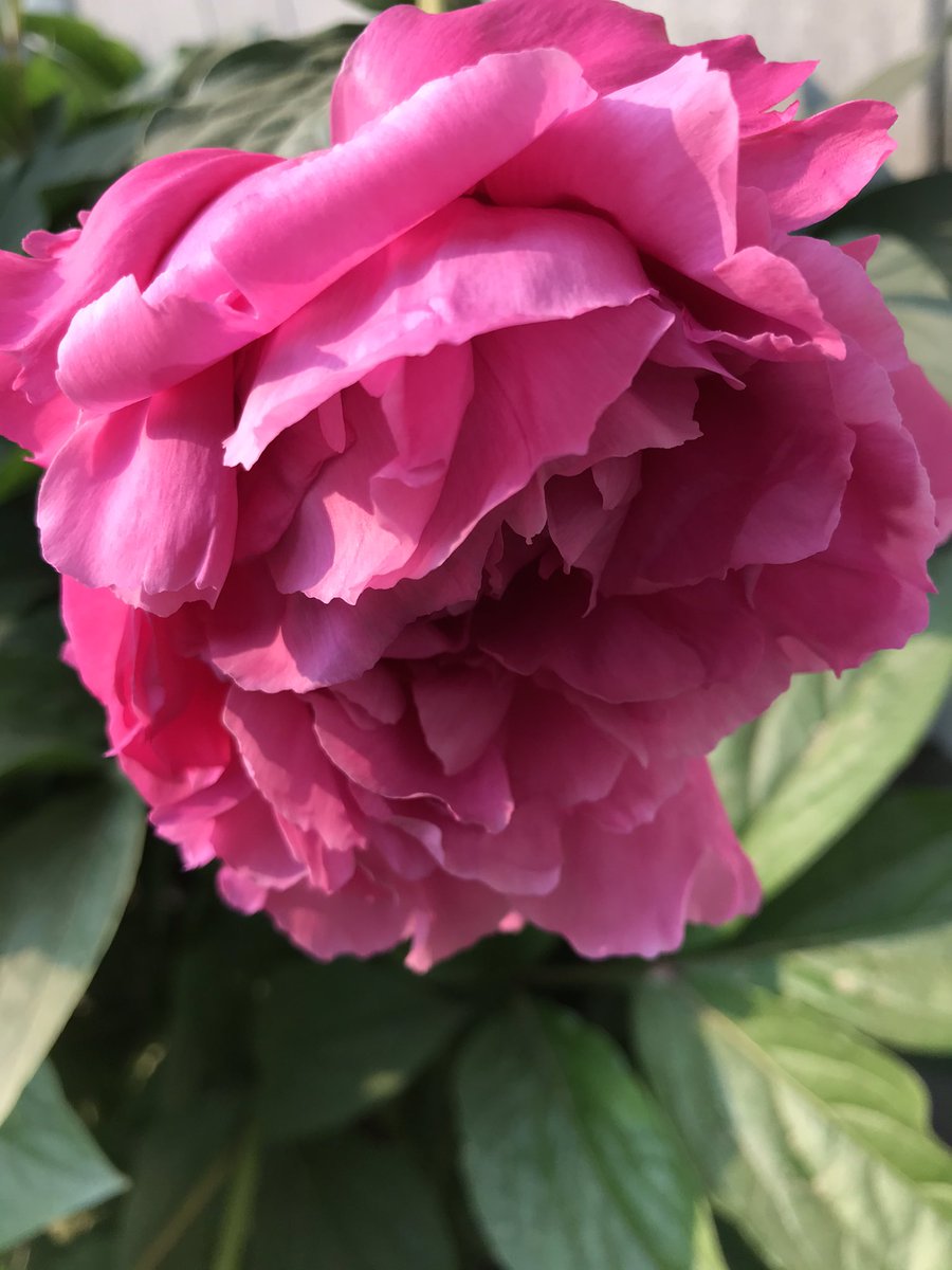 🌱Dig, Bitch, Dig - digbitchdig.wordpress.com tweet media