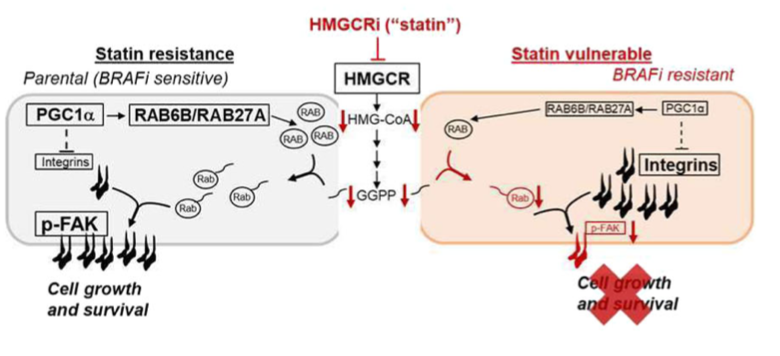 jiaxinliang7's tweet image. Our latest studies published now in Nature Communications, in collaboration with Steve Gygi's and Widlund Hans' labs. Vulnerabilities of BRAFi-resistant melanomas to HMGCR statin inhibitors.nature.com/articles/s4146…